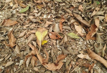  leaves on the ground