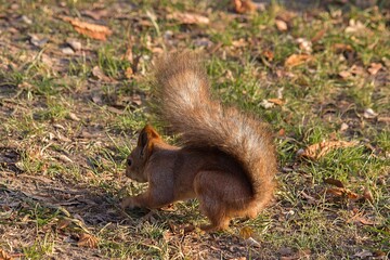 Adorable squirrel at autumn park
