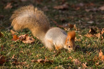 Naklejka na ściany i meble Adorable squirrel at autumn park