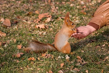 Adorable squirrel at autumn park