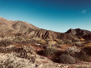 Desert Mountains and Flowers
