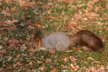 Naklejka na ściany i meble Adorable squirrel at autumn park