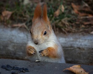 Adorable squirrel at autumn park