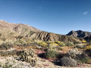Desert Mountains with flowers and wildlife