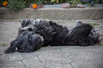 Black and white dog on a terrace