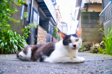 ぶち猫