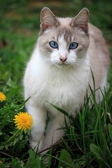 Naklejka na ściany i meble Siamese cat with blue eyes for a spring walk