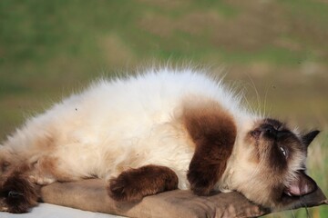 Naklejka na ściany i meble Siamese cat sleeping on a wooden bench