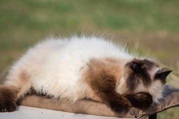Siamese cat sleeping on a wooden bench