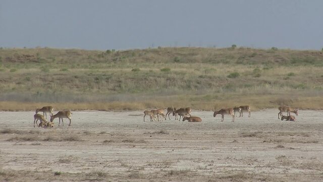 Kalmykia, nature reserve. A herd of saigas on a dry salt lake.