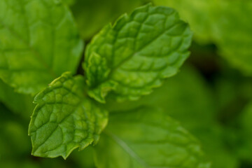 Mint leaves, herbs or vegetables, plants are useful in cooking as herbs and extracted into the smell peppermint.