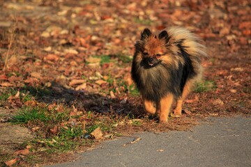 Spitz dog in autumn park