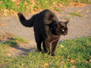 Beautiful black cat for a walk