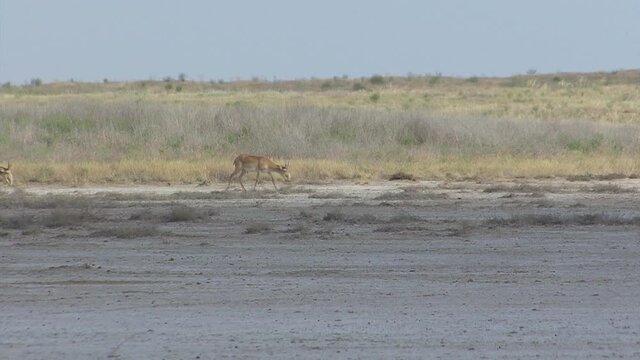 Kalmykia, nature reserve. A herd of saigas on a dry salt lake.