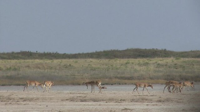 Kalmykia, nature reserve. A herd of saigas on a dry salt lake.
