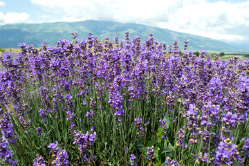 Lavender in Bulgaria