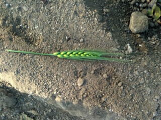 Organic Farm Land Crops In india Blue skies, Pinto peanut, palm trees, multiple layers of mountains add to this organic and fertile farm land in India. - Image