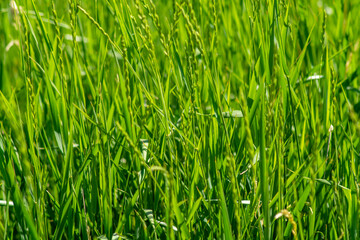 Fototapeta na wymiar Blurred green background of fresh grass, texture for design and advertising.