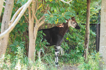 オカピ。世界三大珍獣。 © lastpresent