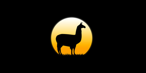 Llama walks in the dark moonlight at dusk