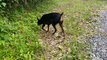 山を散歩する黒い犬。ミニチュアピンシャー