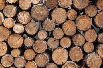 wooden felling trees wood round testatured background