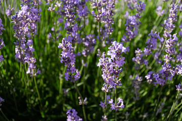 Obraz premium Closeup of lavender flowers. Blooming lavender close-up. Beautiful purple lavender flowers in sunlight.
