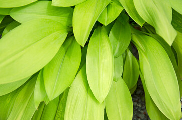 Beautiful fresh green leaves of queen lily close up