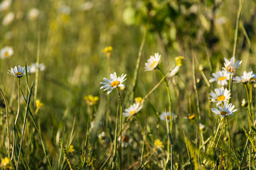 Daisies in the field in the evening sunlight. Beautiful summer natural background. White wildflowers in soft focus. Bottom view of the meadow of flowers.