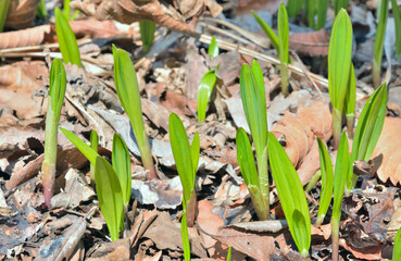 Young wild onion (ramson) (Allium ochotense)