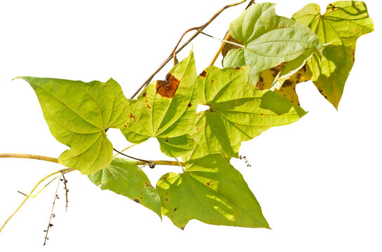 Medicinal liana (Dioscorea nipponica)