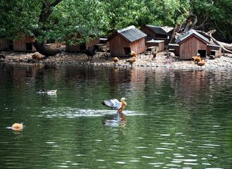 duck on the lake with spread wings