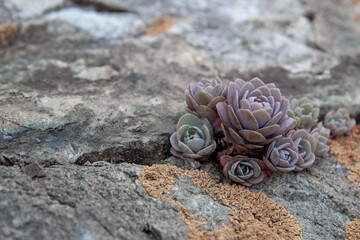 Succulent plants against the background of stones in nature macrophoto textured background
