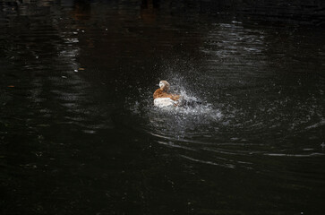 duck on the lake with spread wings