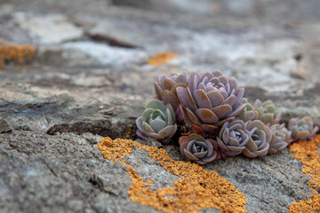 Succulent plants against the background of stones in nature macrophoto textured background