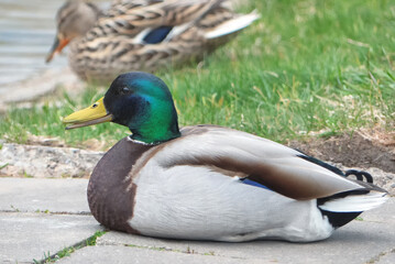 Obraz premium A wild duck will rest on the shore