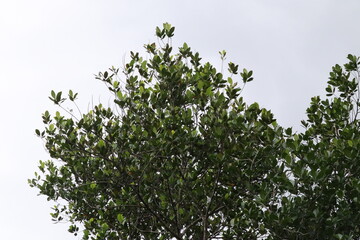branches of a tree