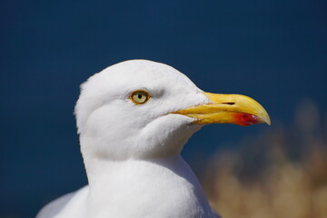 Herring Gull Portrait in Bright Sunlight