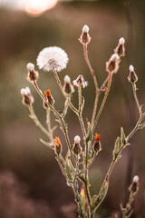 Fluffy flowers of Sonchus asper on sunset