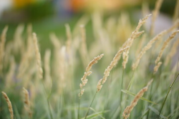 wheat field in summer