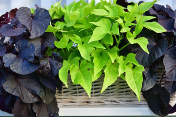 Ipomoea batatas flower with light and dark petals in the flower pot on the window.