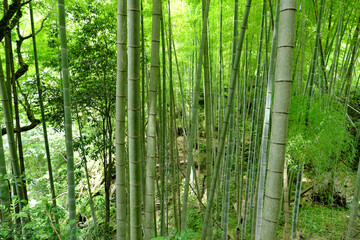山に生える自然な竹薮の風景