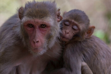 Rhesus Macaque Monkey with Baby