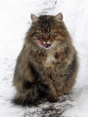 Full-length portrait. The cat is sitting in the snow. Winter background close-up. Cold season