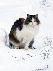 Full-length portrait. The cat is sitting in the snow. Winter background close-up. Cold season