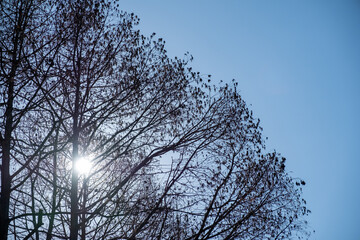 シルエット（木）と太陽