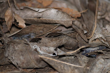 leaf on the ground