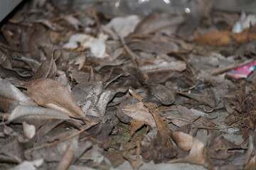 autumn leaves on the ground