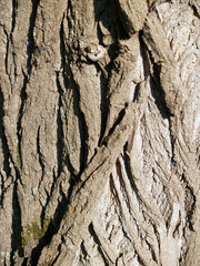 The beautiful  bark texture