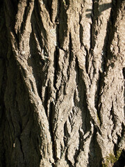 The beautiful  bark texture
